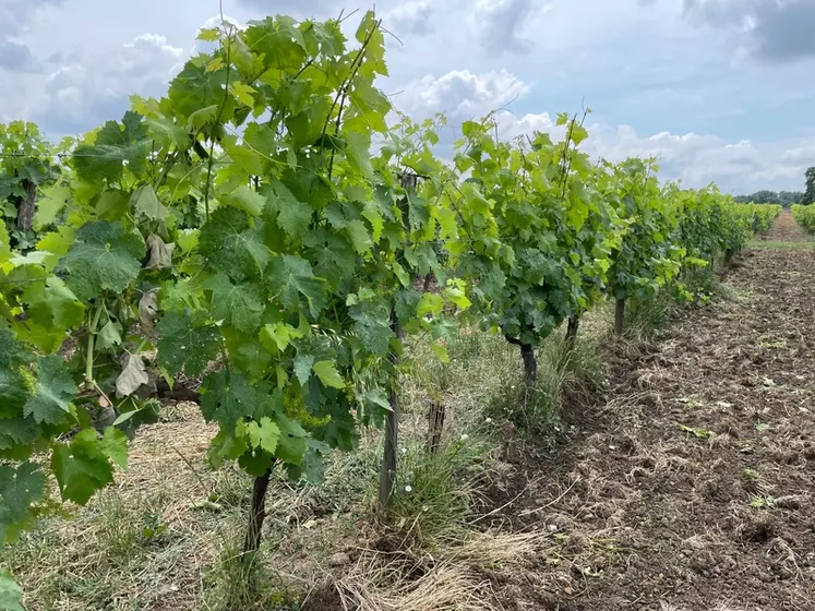 Les vignes des domaines Jean Martell, à Rouillac, en Charente, sont protégées avec des produits de contact, des biocontrôles et des biostimulants. 