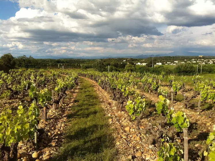 Au Château de Montfaucon, sur l'appellation lirac, la parcelle plantée de 18 cépages différents est une source d'inspiration. 