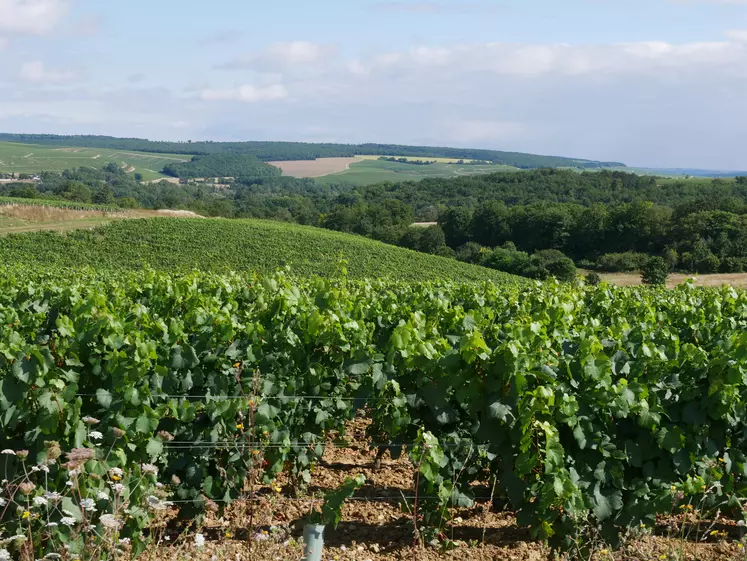 Paysage de vigne près de Chablis.