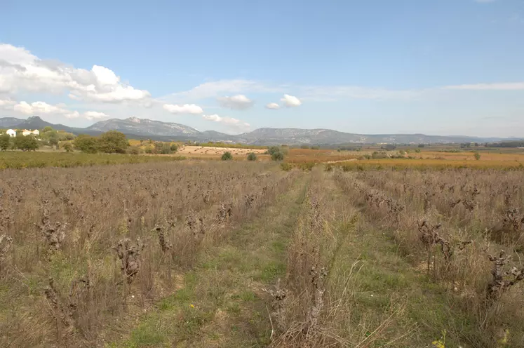 Vigne / entreprise du négociant-éleveur Jeanjean / vieilles vignes à l'abandon / paysage viticole du Languedoc / restructuration du vignoble / arrachage et renouvellement ...
