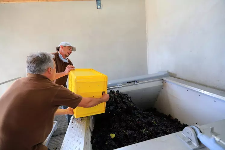 Chargement d un pressoir horizontal Coquard de 4 tonnes avec des grappes de Pinot Noir. Vendanges 2020 en Champagne