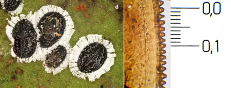 A. spiniferus a six stades de développement: l’œuf, quatre stades larvaires et l’adulte. Tous les stades se trouvent sur les feuilles. Le premier stade larvaire est ...
