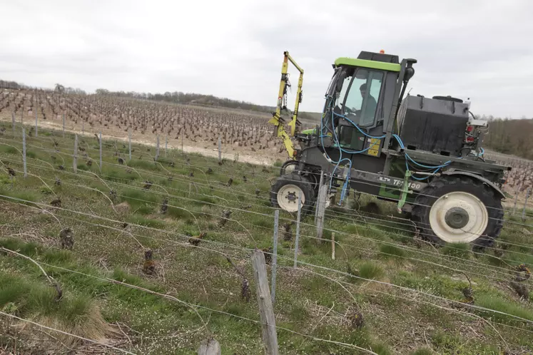 Désherber ses vignes au glyphosate est de moins en moins recommandé.