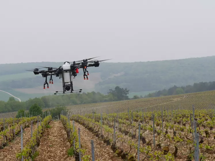 Démonstration de traitement phytosanitaire (à l'eau) des vignes avec un drone, au Champagne Serge Mathieu, à Avirey-Lingey dans l'Aube, le 4 mai 2022. 