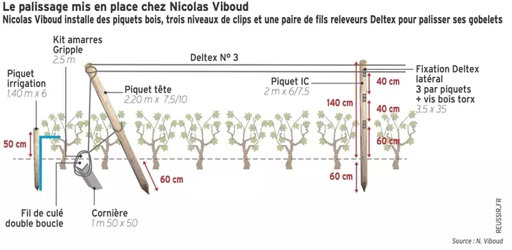 Nicolas Viboud installe des piquets bois, trois niveaux de clips et une paire de fils releveurs Deltex pour palisser ses gobelets.