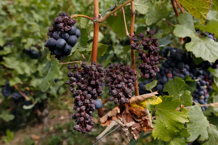 En 2019, une vague de chaleur survenue dans l'Hérault a causé l'échaudage de 10 000 hectares de vigne.