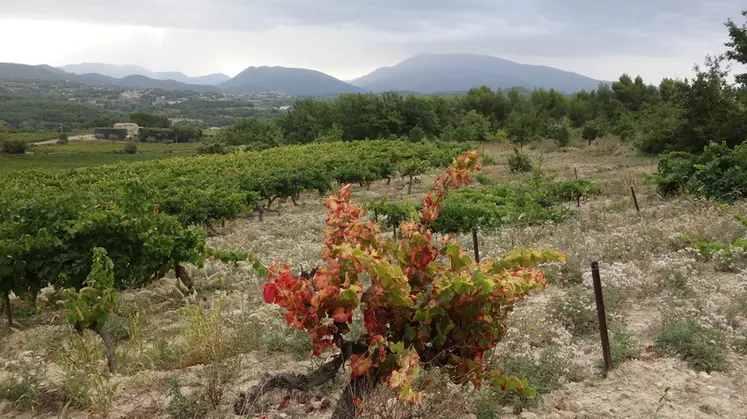 Le pourridié est ici reconnaissable au feuillage rouge de la vigne et au rond entourant le pied.