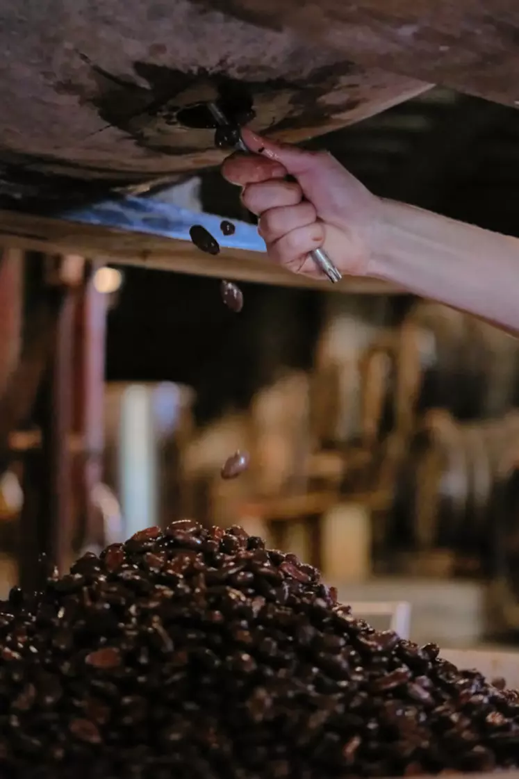 Entonner et extraire les fèves de cacao des fûts s'est avéré complexe.