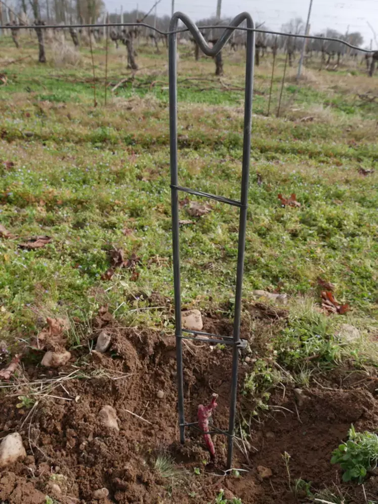 Voici un tuteur qui protège les complants lors du travail du sol, et qui s’installe en deux secondes.