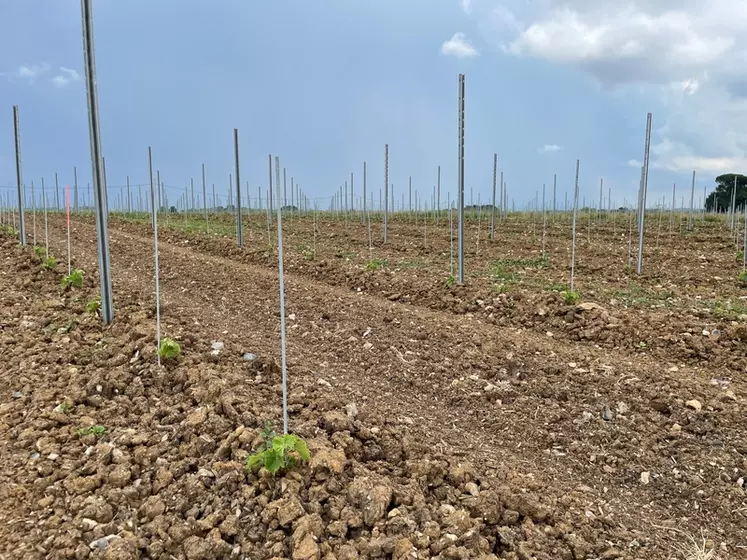 Jeune plantation d'une parcelle en vitiforesterie, au domaine Jean Martell, à Javrezac, en Charente, le 13 juin 2023.
Le but est d'étudier l'écosystème sur le long terme ...