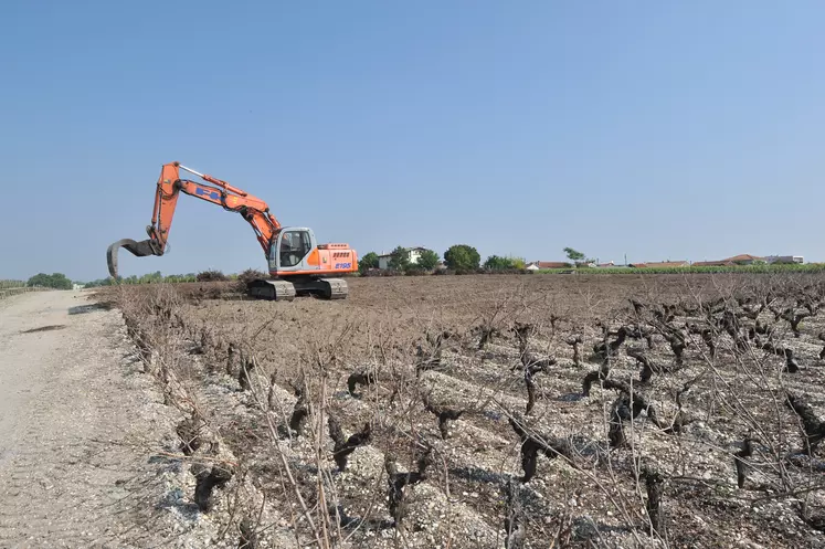 Le guichet de demandes d'aides à l'arrachage sanitaire dans le Bordelais est clôturé. 8 000 hectares de vigne devraient être détruits.