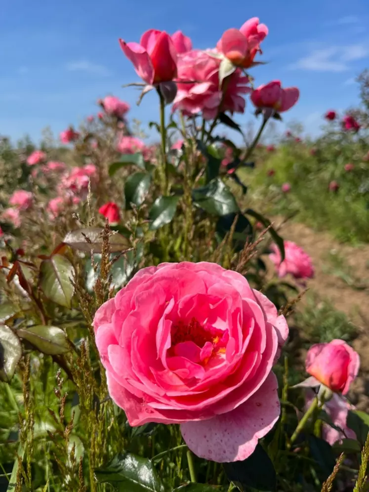 La rose Comtesse Liger-Belair sera disponible à l'automne 2024.