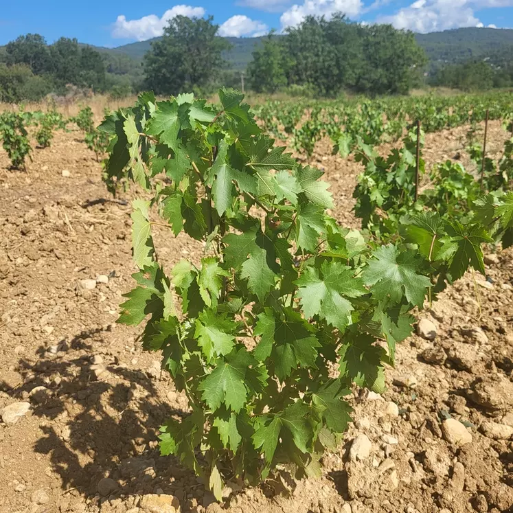Cinq vignerons de l’appellation côtes-de-provence ont planté des parcelles d’agiorgitiko en 2022 et 2023.