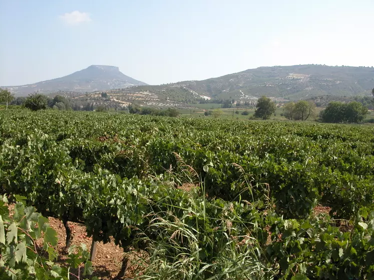 En Grèce, la plupart des parcelles d’agiorgitiko sont plantées entre 300 et 350 mètres d’altitude.