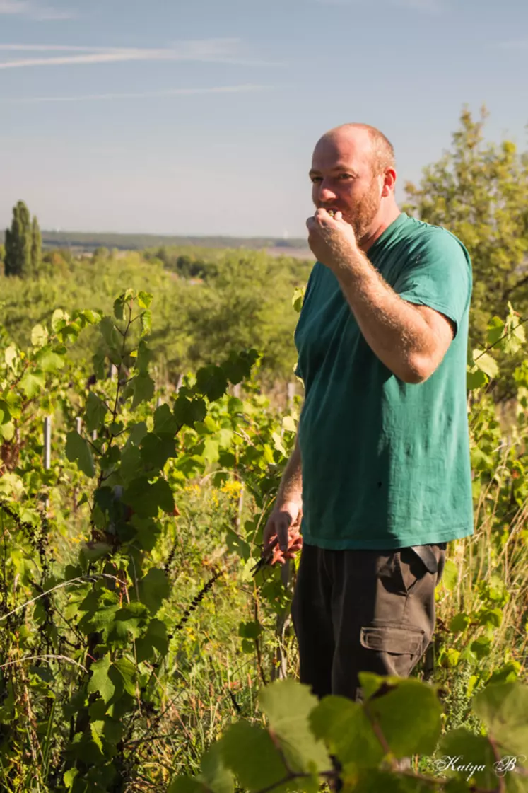 Jan Tailler, vigneron à L’arbre de Viké, à Domgermain, en Meurthe-et-Moselle s'est lancé sur le créneau des vins primeurs en 2023.