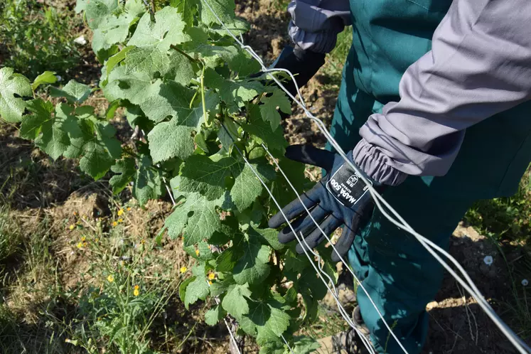 Depuis 2018, il est obligatoire d'avoir des gants de protection étanche sur la face inférieure pour travailler dans les vignes après le délai de réentrée.