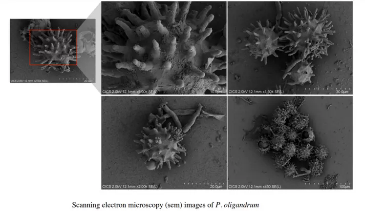 Pythium oligandrum est un oomycète capable de stimuler les défenses de la vigne.