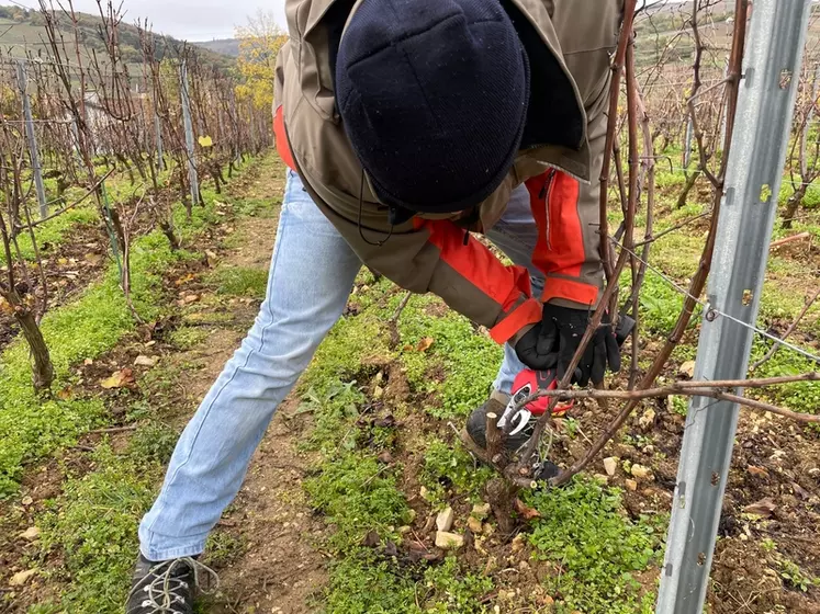 Taille de la vigne avec le sécateur électrique viticole sans fil Mage Sam 25, fonctionnant avec batterie au Li-ion, à Mâcon, dans les vignes du Vitilab, en octobre 2022