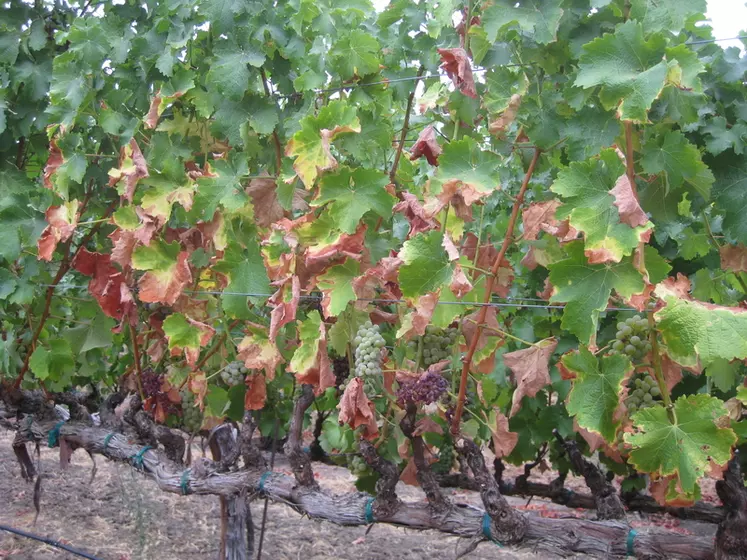 Symptômes de la maladie de Pierce, causée par Xylella fastidiosa, sur des vignes de sauvignon blanc en Californie.