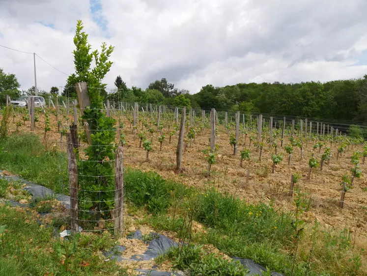 Plantation de haie dans une jeune vigne des Vignobles Alain Brumont à Madiran, Gers. Mélange d'arbres dits nourriciers et d'ombrières avec des chênes fastigiés. parcelle ...