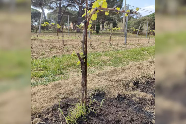 Le biochar épandu au pied des vignes permet d'améliorer la rétention en eau, selon des observations récentes.