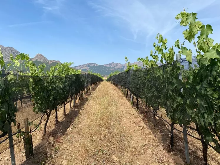 Le Centre de recherche viticole de Corse (CRVI) teste depuis plusieurs années des filets d'ombrage pour protéger le sciaccarellu du flétrissement auquel il est très ...