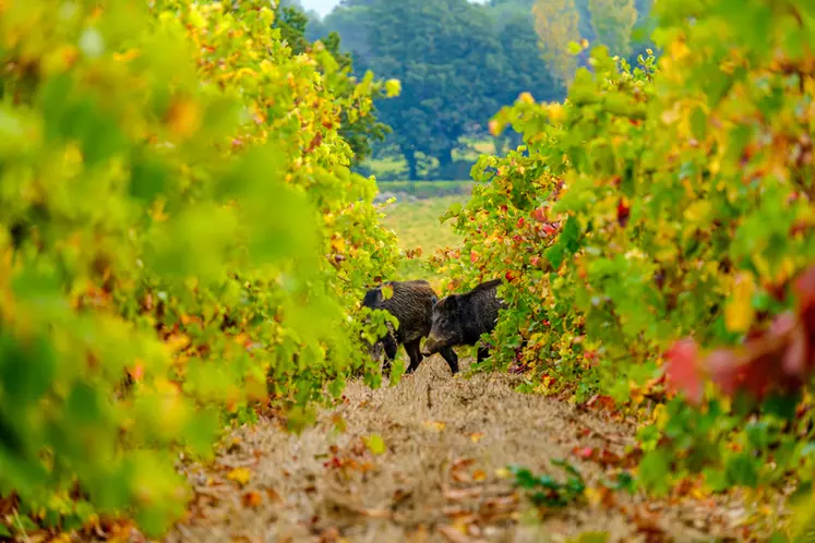 Les viticulteurs de Dordogne visités par de trop nombreux sangliers pourront désormais les piéger.