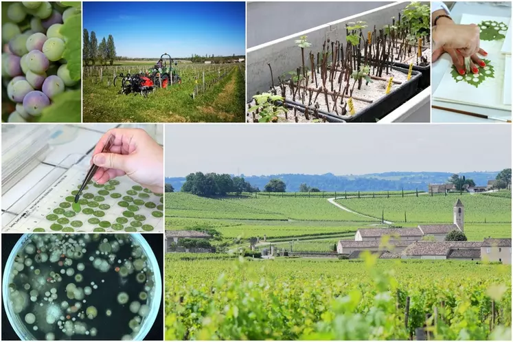 Les chercheurs explorent de nombreuses voies dans le cadre du projet Vitae, afin de pouvoir protéger la vigne sans pesticides.