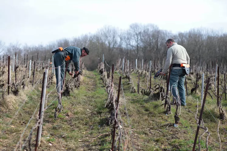 Viticulture. salarié d'une exploitation viticole en Champagne durant le liage d'une parcelle de Pinot noir. Travail dans les vignes en sortie d'hiver.  Utilisation d'une ...