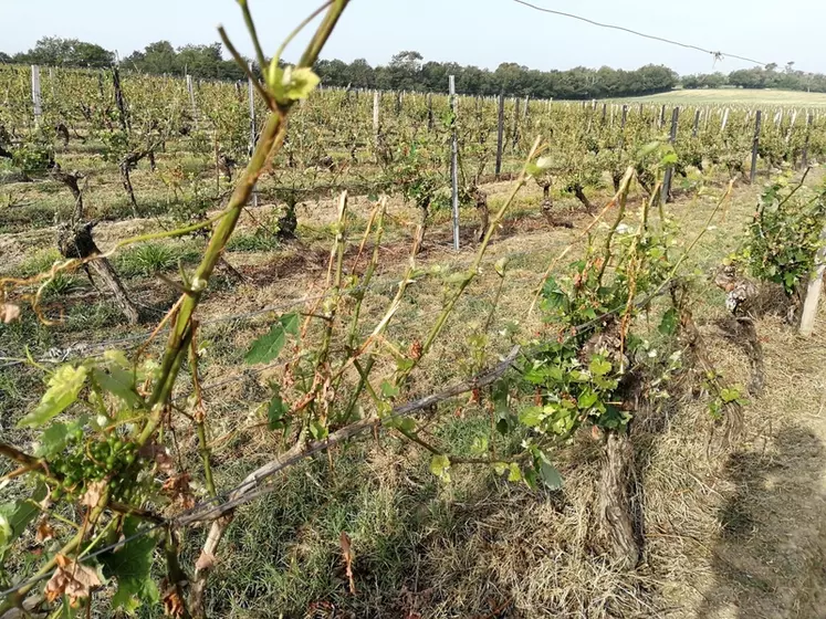 Après une grêle, si les rameaux herbacés ne sont ni éclatés ni pelés et qu’il reste des inflorescences intactes, il est inutile de retailler, le développement des ...