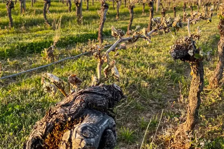 Le vignoble de cahors a été violemment touché par le gel, notamment les 19 et 23 avril 2024.