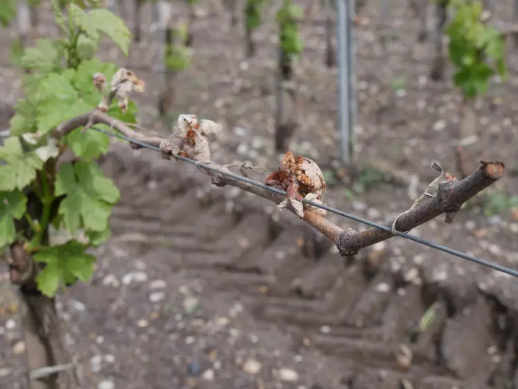 Entre le 19 et le 25 avril, le gel a essentiellement touché les parcelles gélives en Aquitaine, Dordogne, Charentes et Lot-et-Garonne.