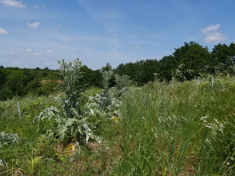 Les artichauts ont été choisis car cette espèce pousse naturellement à l'état sauvage sur la parcelle.