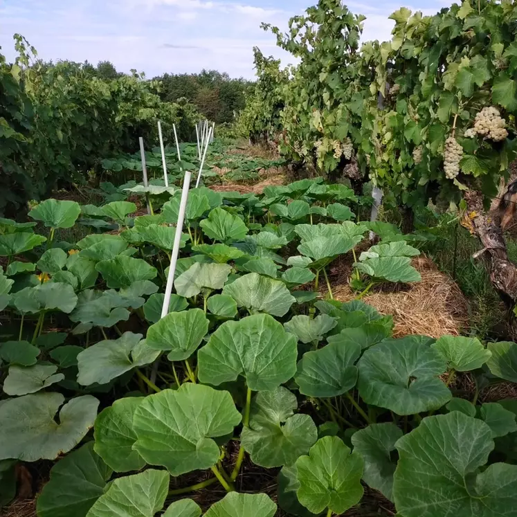 Les courges se sont bien développées dans les interrangs choisis, mais n'ont pas gêné le travail des vignerons.