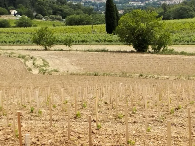 Les nouvelles vignes sont plantées selon les principes de l'hydrologie régénérative.