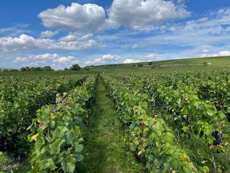 Paysage viticole lors des vendanges manuelles le 15 septembre 2023, à Tauxières, dans la Marne, en Champagne
Vignes enherbées. Parcelle de pinot noir