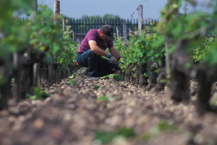 Vigne / épamprage / bordelais / viticulteur au travail dans les vignes