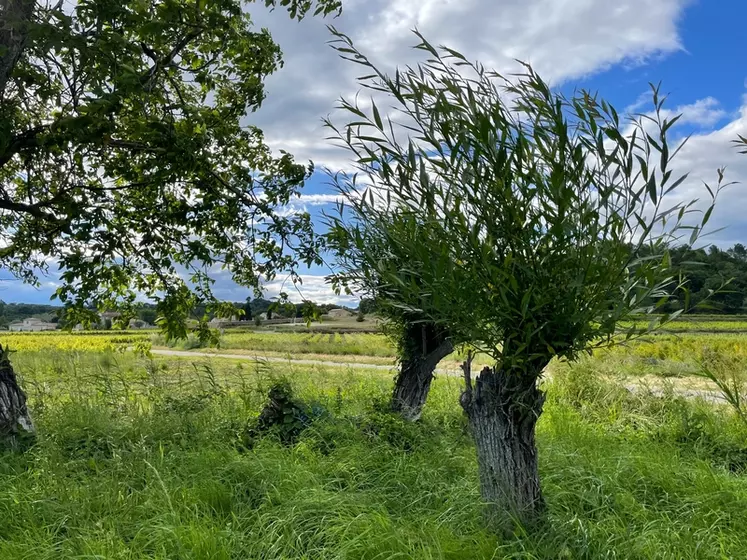 Les arbres taillés en trogne sont un réservoir de biodiversité utile à la vigne.