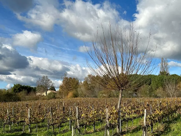 Domaine Emile Grelier