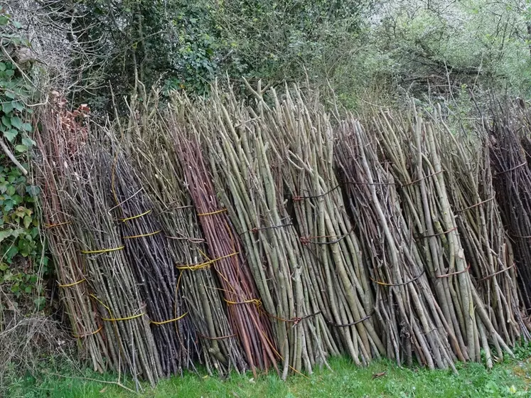 Les fagots réalisés avec le bois des trognes peuvent être utilisés comme source d'énergie.