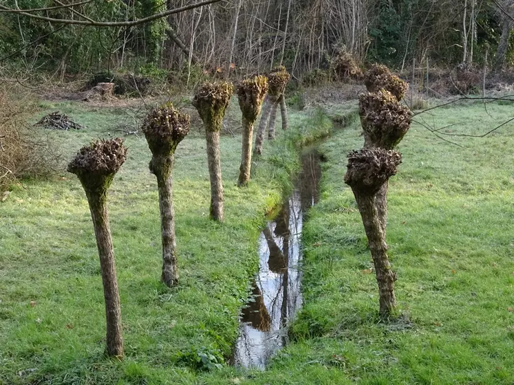 Les arbres têtards se reconnaissent à leur forme caractéristique, les bourrelets de recouvrement esquissent une tête sur le tronc.