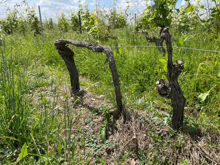 Le marcottage aérien de la vigne est la pratique la plus répandue dans les vignobles.