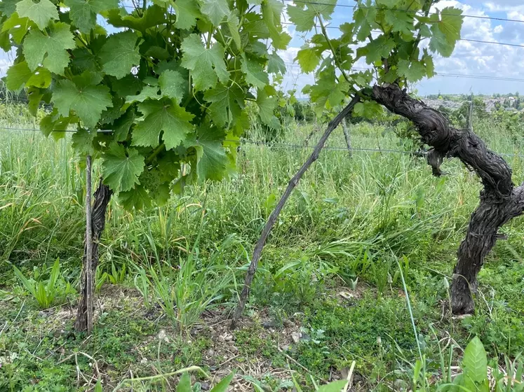 Le marcottage permet de créer un nouveau plant très rapidement, un argument qui séduit certains viticulteurs.