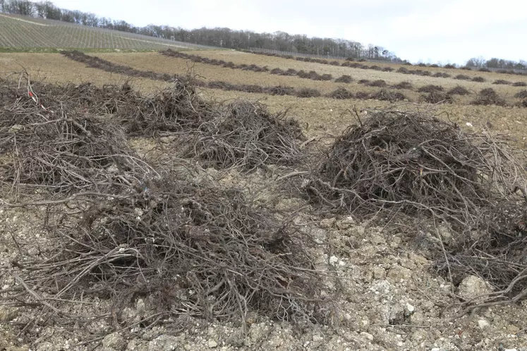 parcelle de vigne arrachée