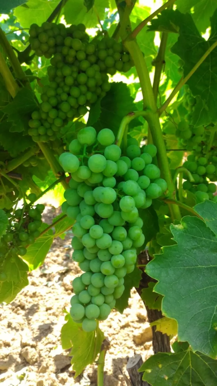 Les grappes sont moyennes à grosses, plus ou moins compactes et avec des baies proches de celles du grenache blanc.