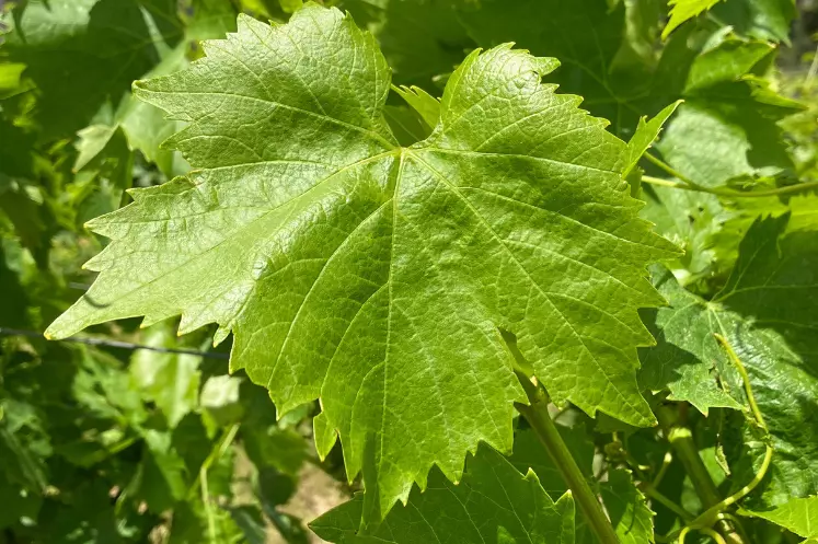 Les feuilles adultes ont des sinus latéraux peu profonds, des dents ogivales et un limbe glabre.