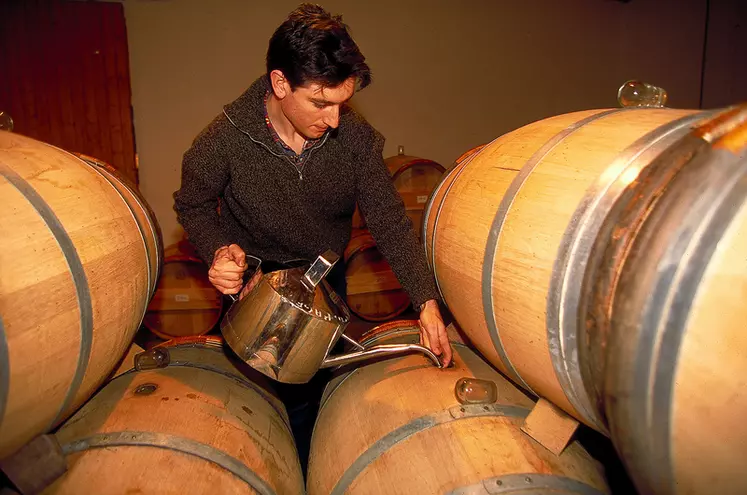 Vigne / ouillage de fûts / Bordelais Médoc Pauillac / Lynch Bâges
