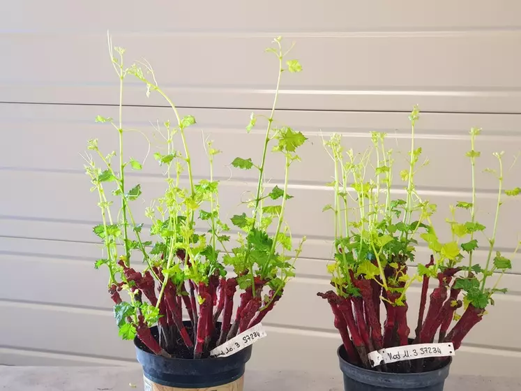 Les plants de la modalité de gauche ont subi un trempage avec une solution d'eau et de chitosan, contrairement à ceux de droite.