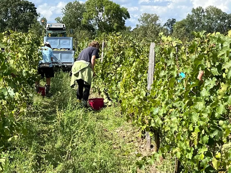 Les vendanges en palox limitent les triturations du raisin et la pénibilité liée à la manutention des caisses.