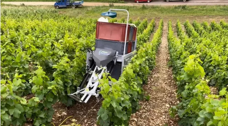 Le débardeur de caisses à vendange Guérin Viticulture collecte jusqu'à neuf caisses. 